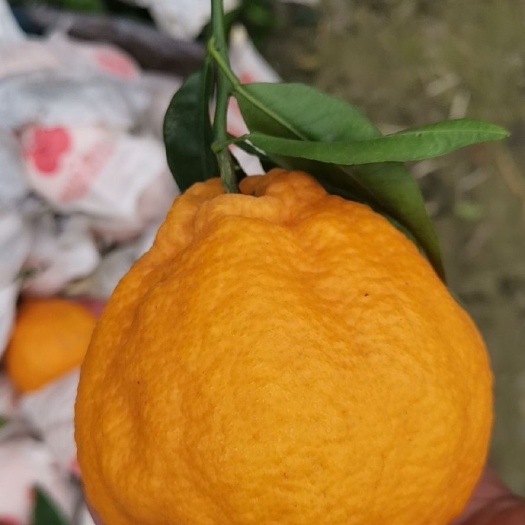 丹棱县 不知火丑橘