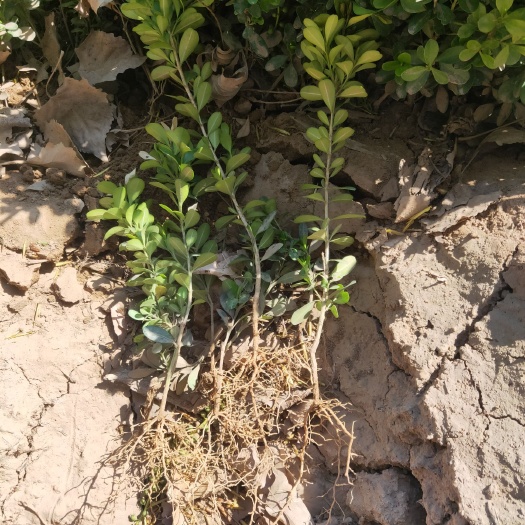深州市小叶黄杨  苗，地栽小苗，床苗苗圃直供现货供应