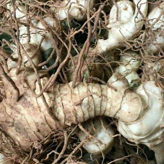 重庆市 产地直销优质甜筒姜形多花入药黄精