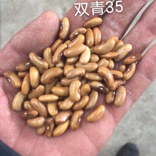 新民市现货芸豆双青35