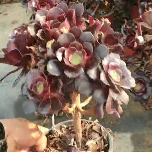 大连圆叶法师 厚叶欧紫，木质老桩