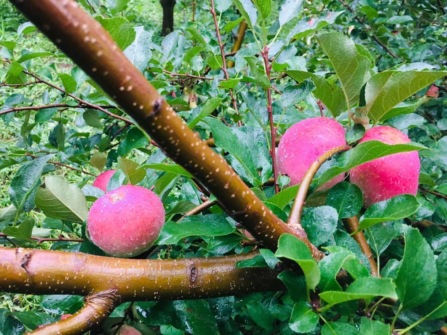  四川大涼山鹽源早熟紅富士，紅將軍蘋果，糖心 脆 甜 汁多