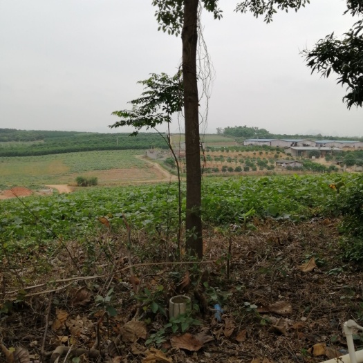 南宁全冠香樟