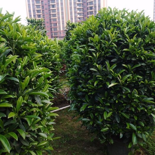 肇庆非洲茉莉 一米二以上高度，冠幅八十以上，实球