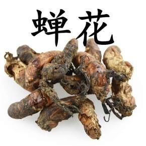 金蝉花 花多  干货 中药材  量大从优