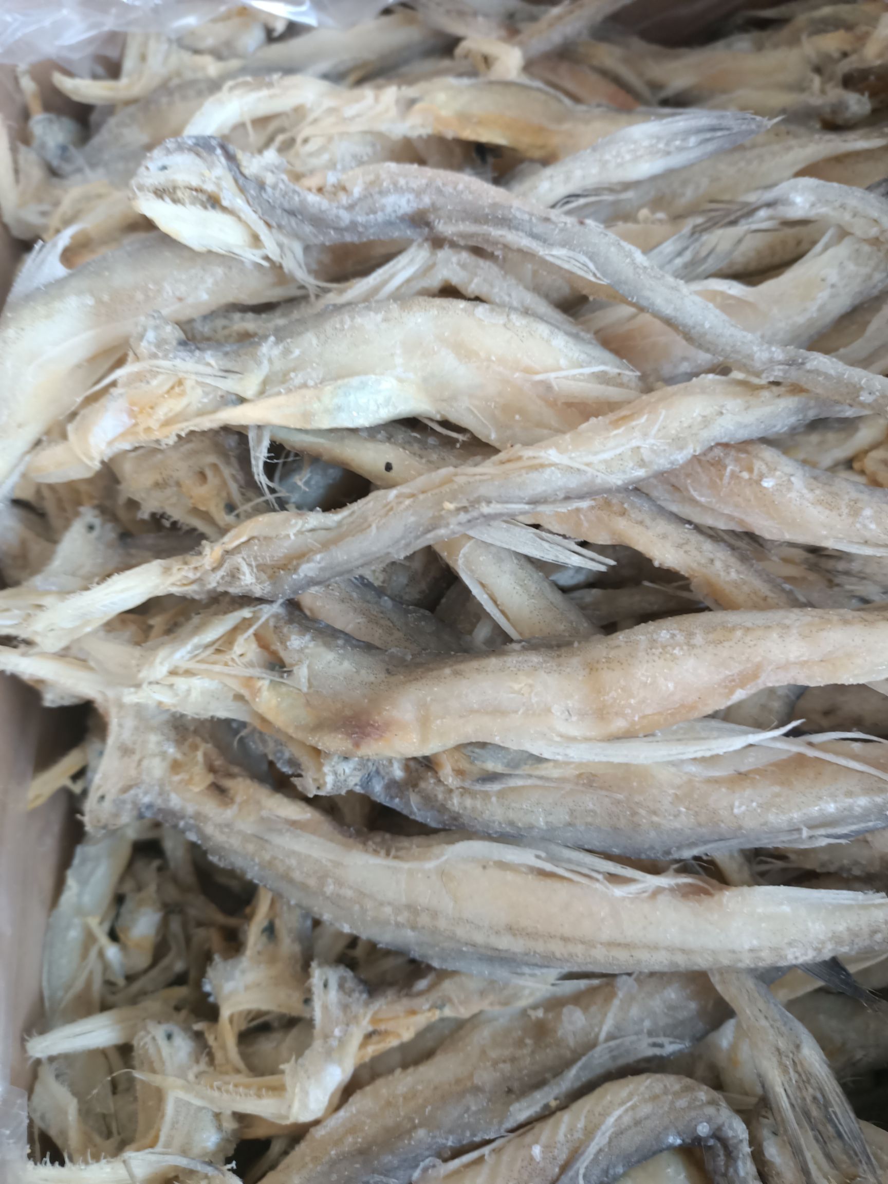 濱州 龍頭魚，咸魚，深海咸水魚。