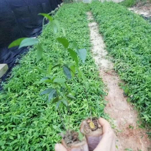 灵山县 小叶牛大力苗