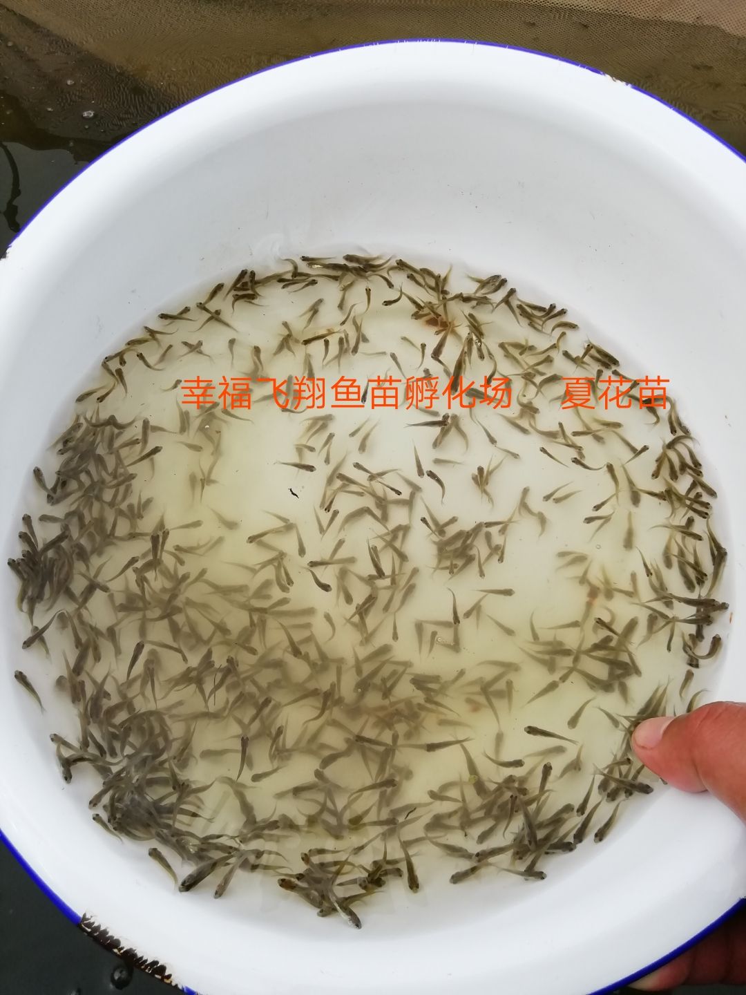 鲫鱼苗  中科五号，中科三号鲫鱼水花，鲫鱼夏花，