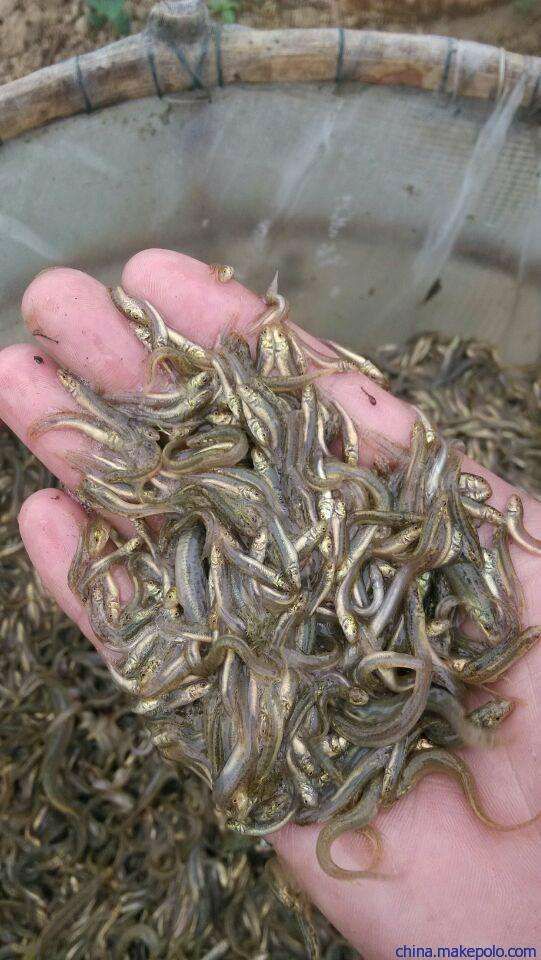 黄鳝苗，正大黄鳝苗，长势快，肉质好，无病毒，欢迎各位光临。