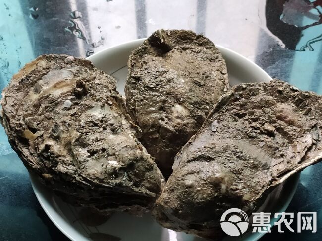 台山蚝 生蚝，粒大，肉肥结实，清甜滑润，营养丰富。