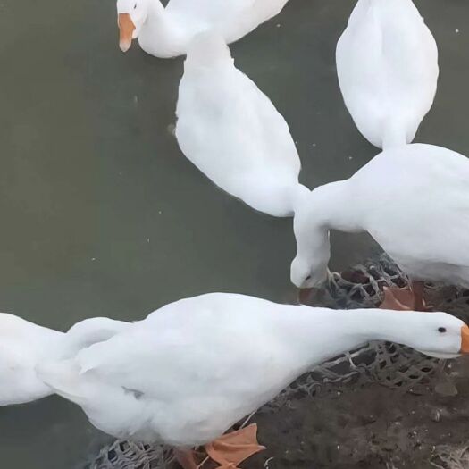 肥西县 全程散养大白鹅，肉质鲜美