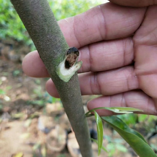 广州奇楠沉香树