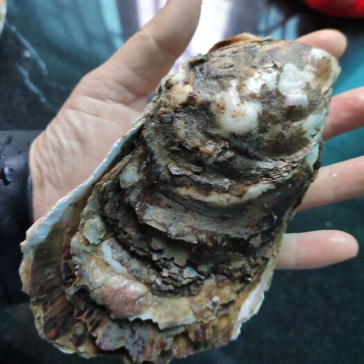 福州台山蚝 生蚝，粒大，肉肥结实，清甜滑润，营养丰富。