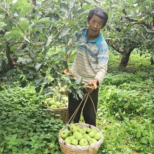  大凉山盐源苹果～来自云端上的青苹果，咔嚓~~又脆又多汁！