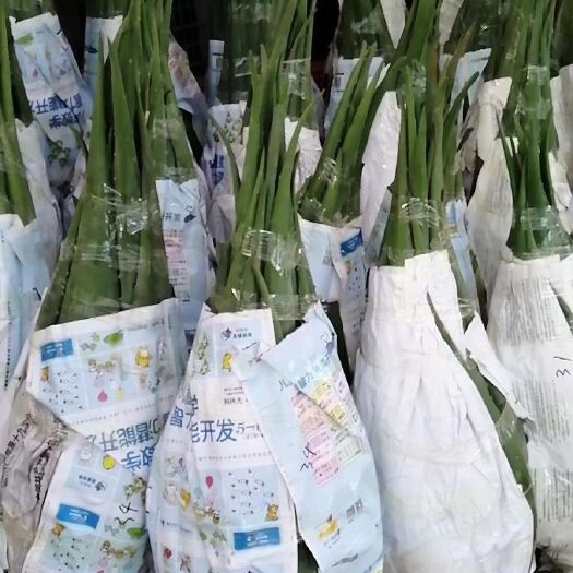 霸州市库拉索芦荟 20cm以上
