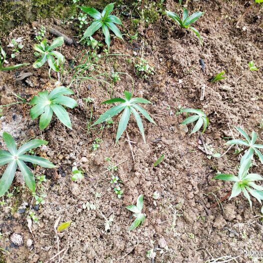 恩施市 富硒恩施重楼苗，纯高山药材