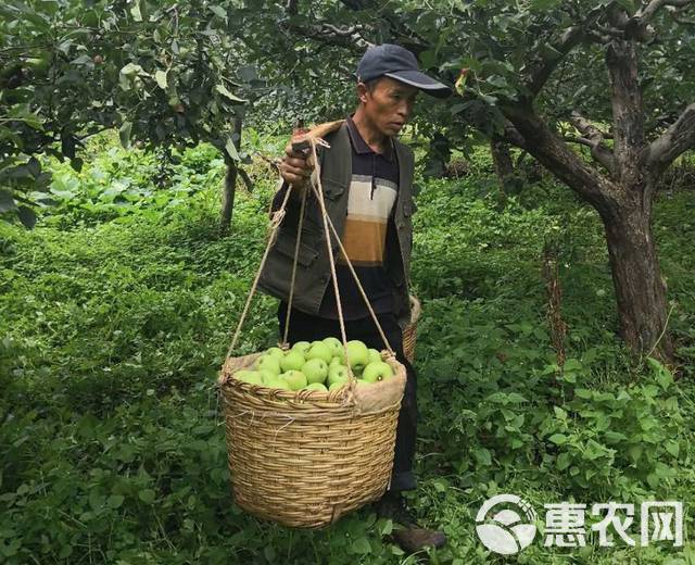  大凉山的青苹果干净、肉质细腻，入口清脆香甜，天生自带一种纯净