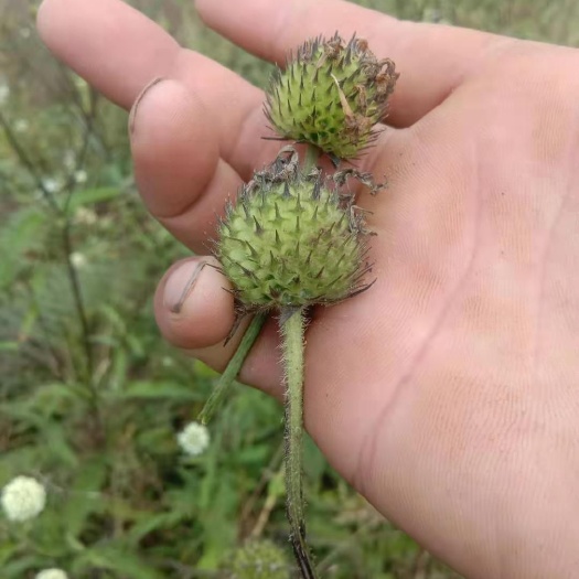 龙陵县 干货根续断