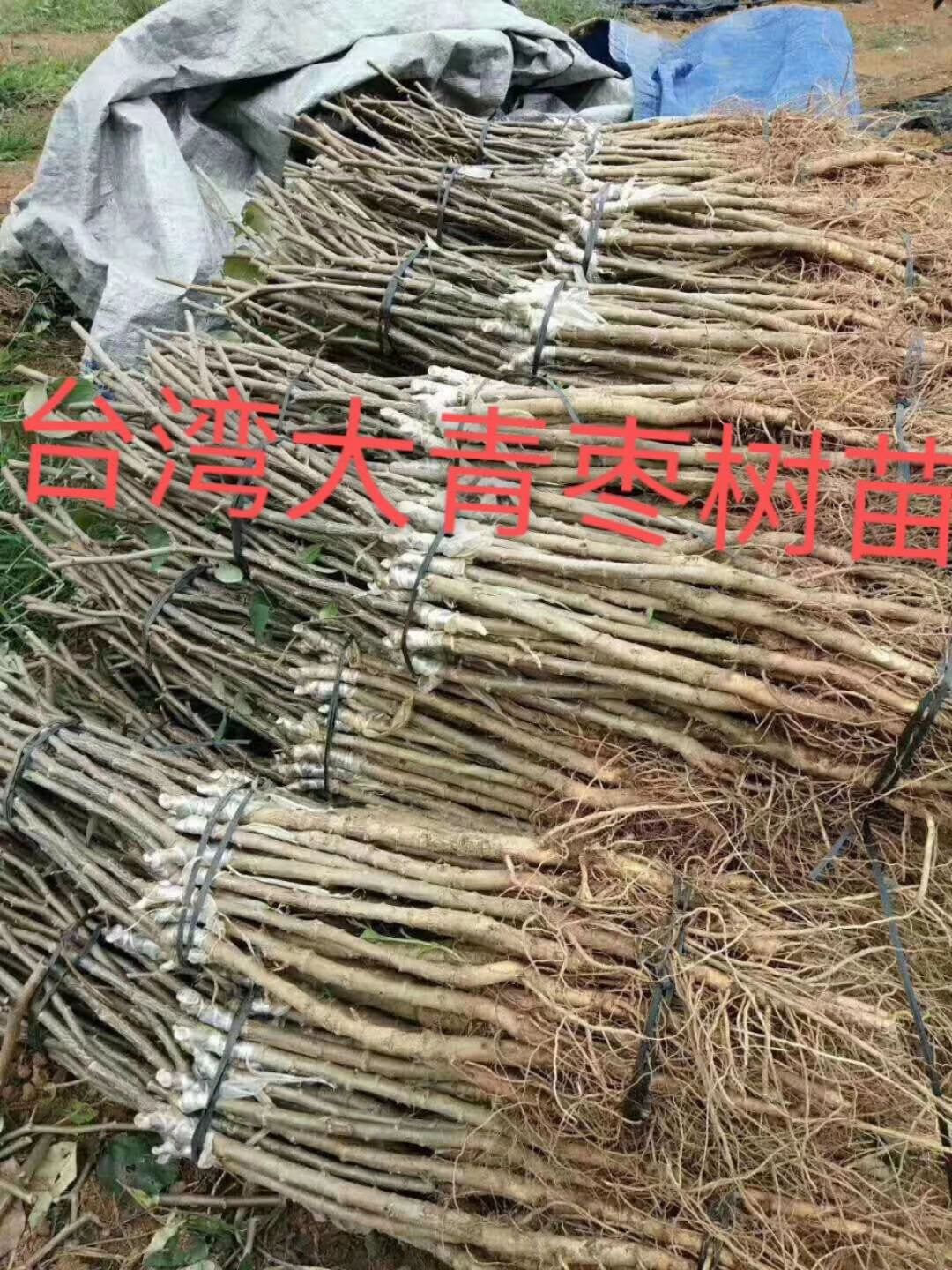 青枣苗  嫁接树苗