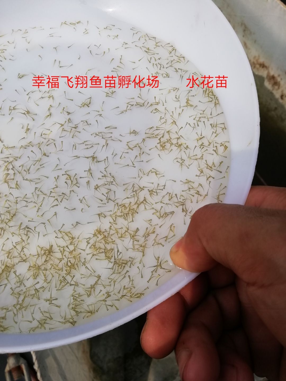 正真草鱼苗  批发草鱼水花，夏花，