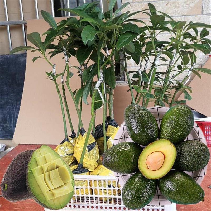 牛油果苗嫁接苗南方果树苗地栽盆栽阳台庭院种植广西发货品质保证