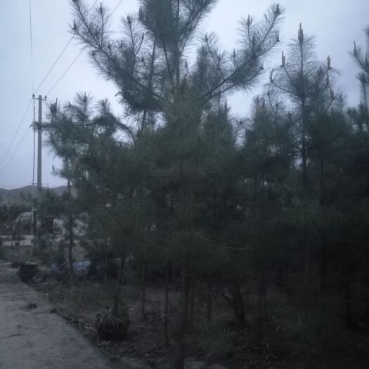 会宁县 马尾松