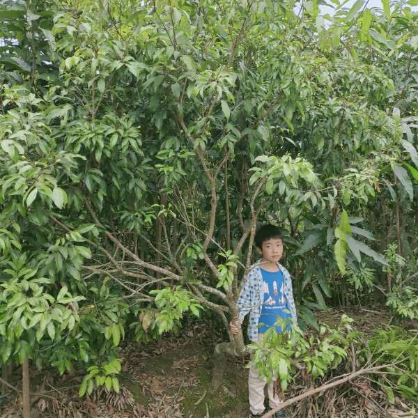  荔枝苗/平价荔枝苗