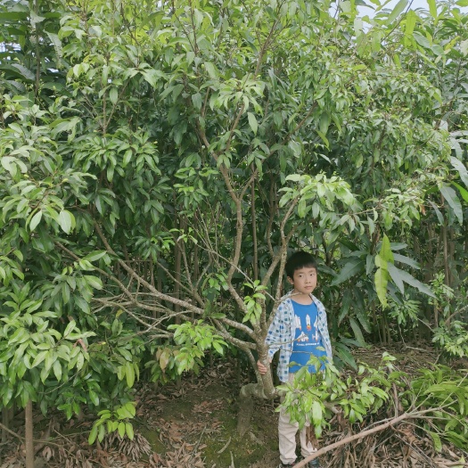化州市 荔枝苗/平价荔枝苗