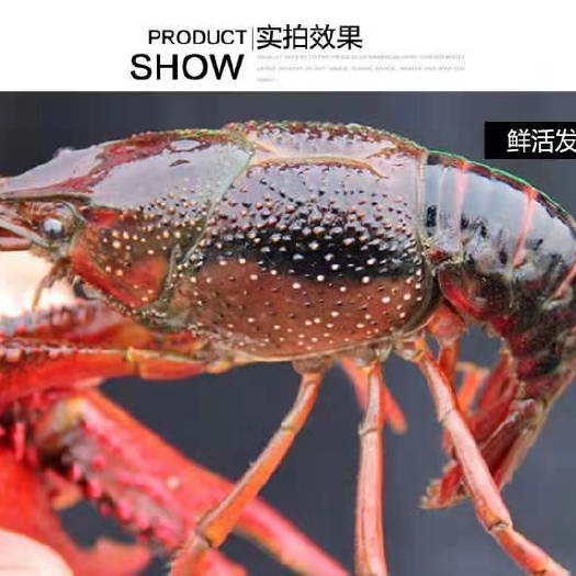 襄樊小龙虾塘口直发一手货源