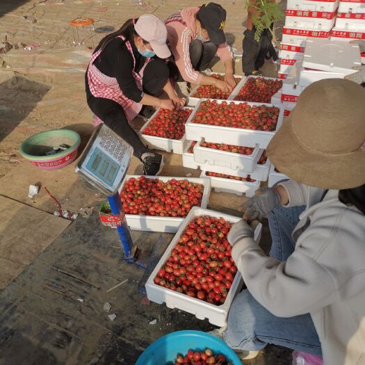 滑县 圣女果千禧大量上市
