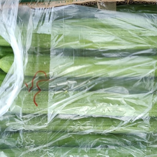 新沂市鲜花丝瓜  丝瓜大量上市