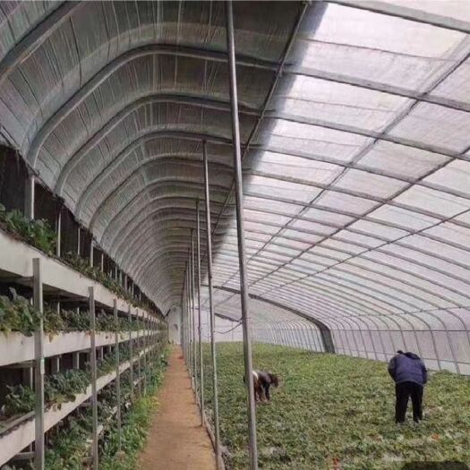 天津椭圆管暖棚 四季暖棚。全国接单定制生产厂家直销