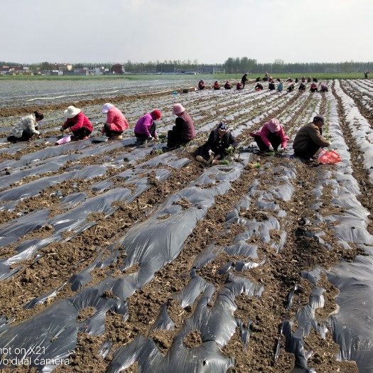 邳州市 甜叶菊1800亩