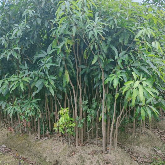 化州市芒果直生苗（实生苗） 芒果实生苗