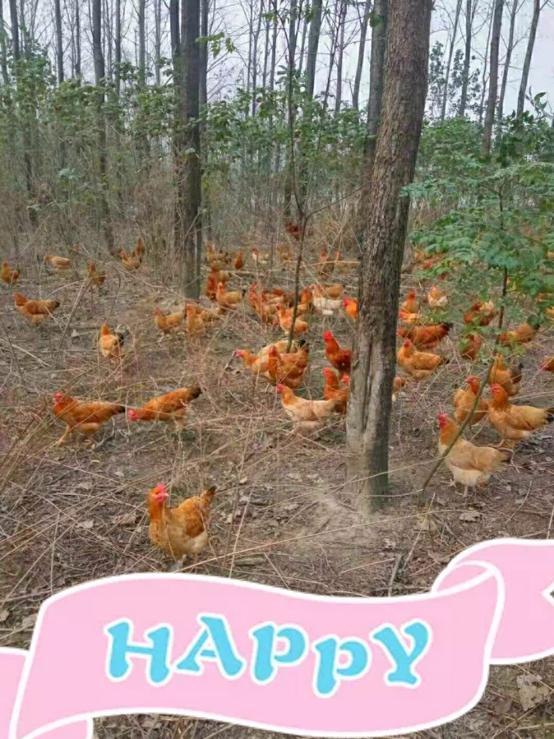  长沙浏阳供应8月龄江汉鸡五黑鸡量大优惠