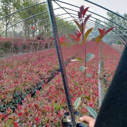 沭阳县 大量出售红叶石楠大杯苗地栽毛球