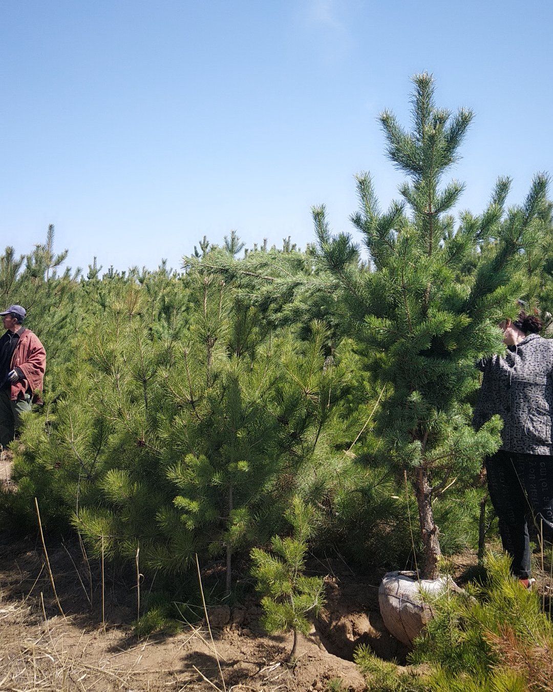  山西大同樟子松
