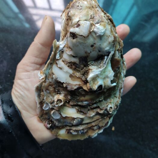 福州赤岸蚝 大蚝清甜，肥肉结实，柱大。含锌，钙高。