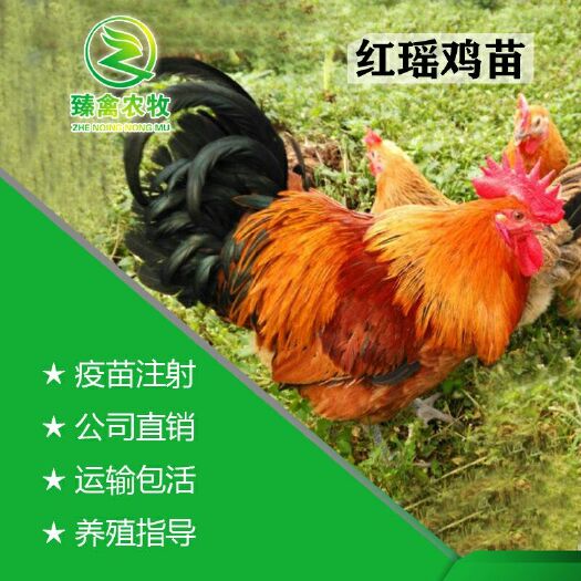南宁 纯种红瑶出壳鸡苗，出壳包打疫苗，现货批发