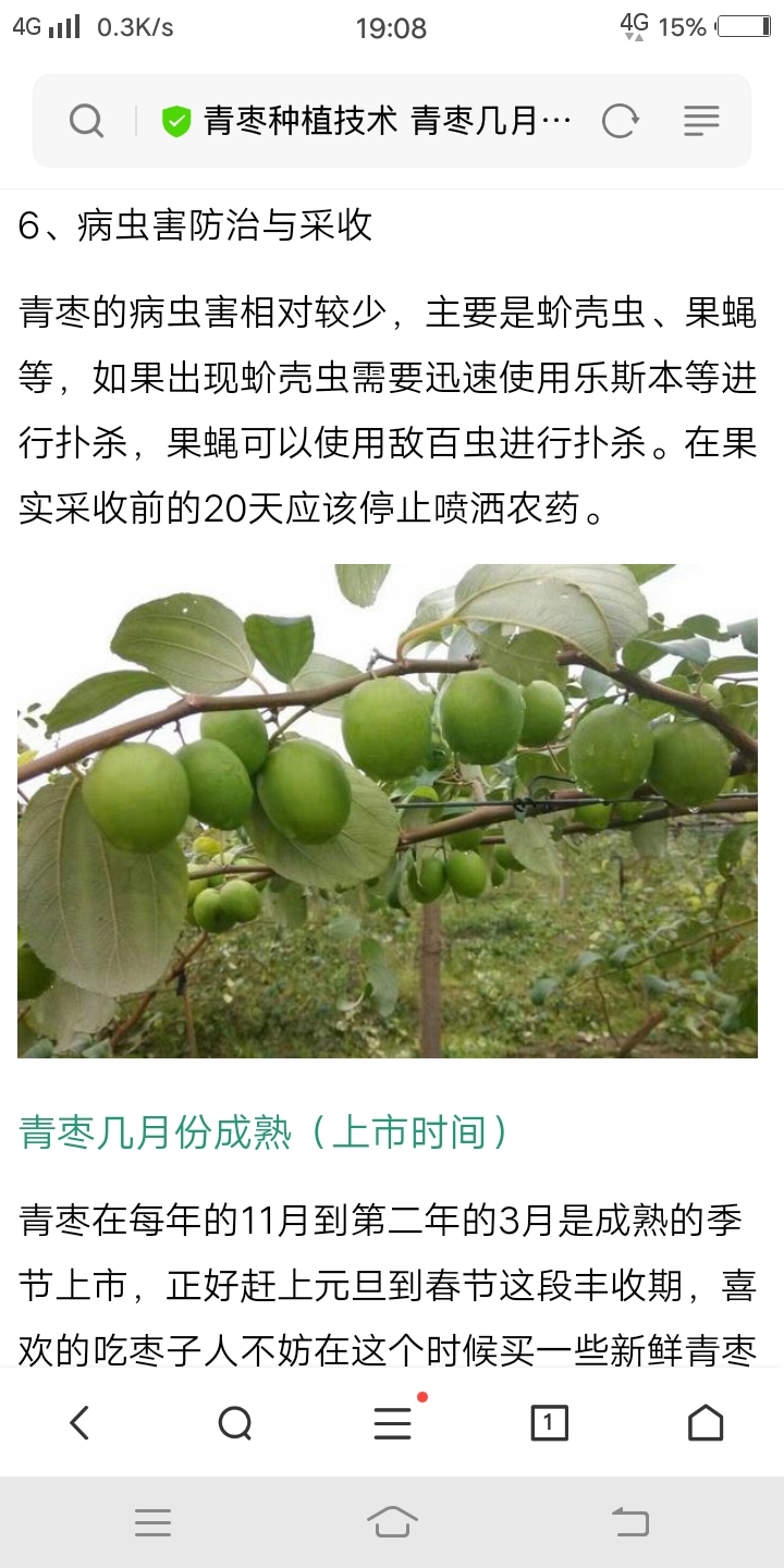 青枣苗  嫁接树苗