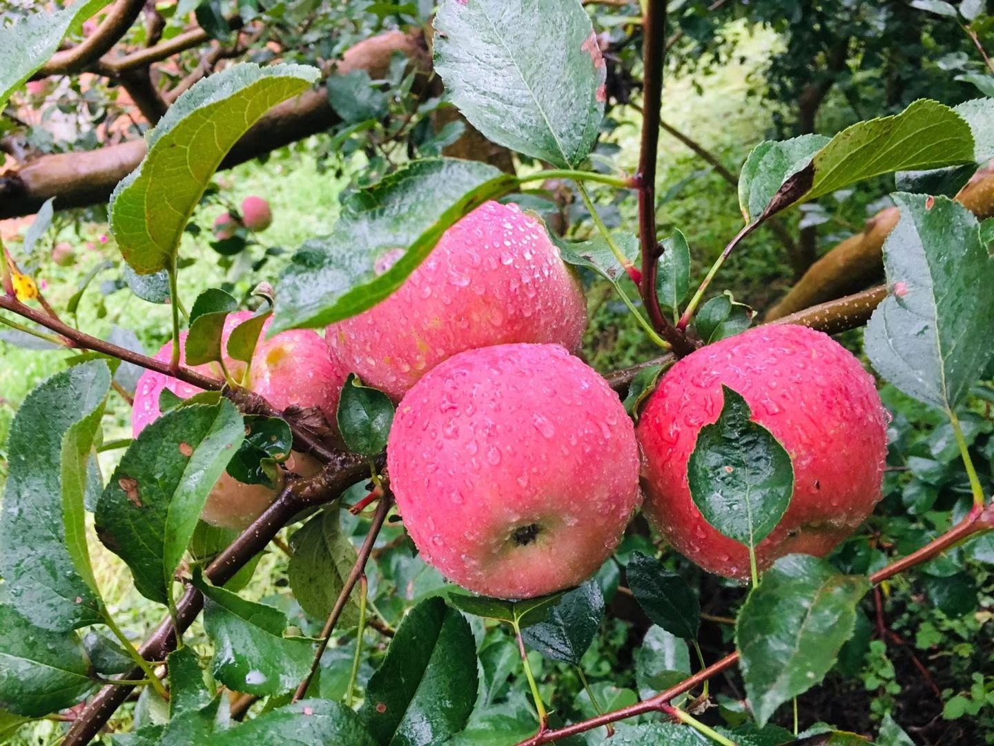  四川大涼山鹽源早熟紅富士，紅將軍蘋果，糖心 脆 甜 汁多