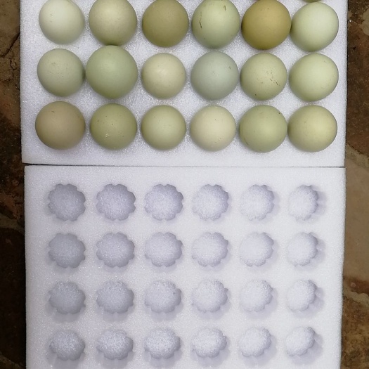 三原县绿壳蛋 食用 散装