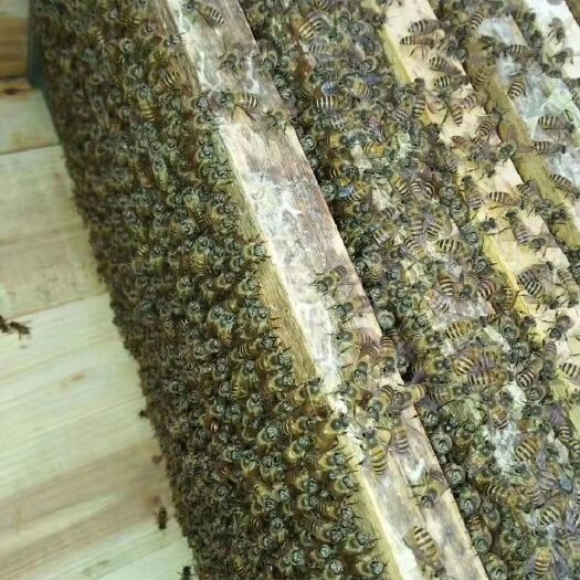 南安市土蜂蜜 来自农村20年蜜蜂养殖户！！！