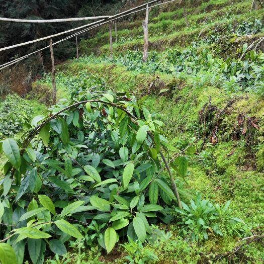 龙胜县2-4年粉红黑老虎苗  黑老虎苗（布福娜）