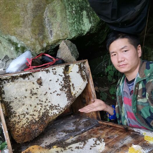 十堰 深山纯蜂蜜