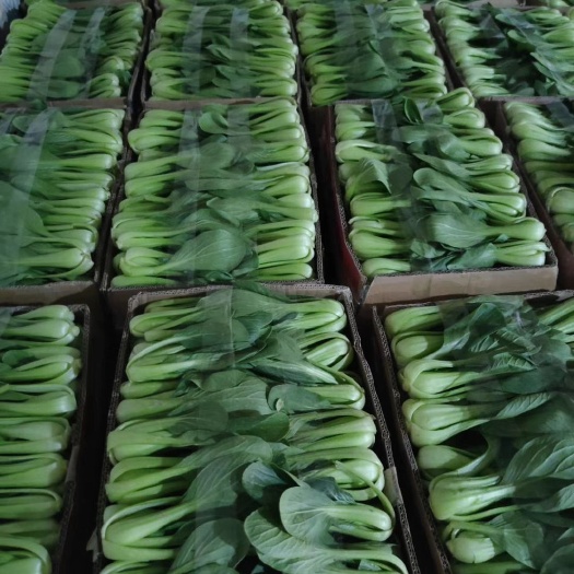 广州小青菜 靓青菜