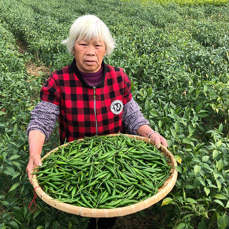 小米椒新鲜特辣小米辣椒指天椒朝天椒广西辣椒青椒现摘辣椒自种