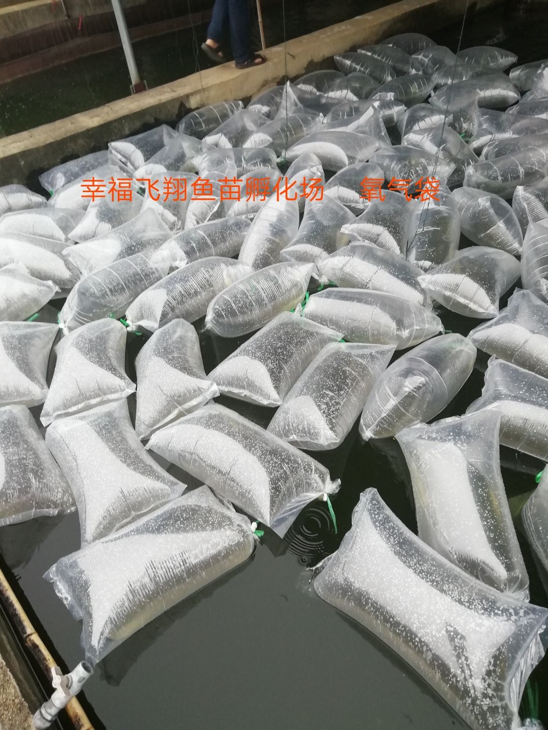 鲫鱼苗  中科五号，中科三号鲫鱼水花，鲫鱼夏花，