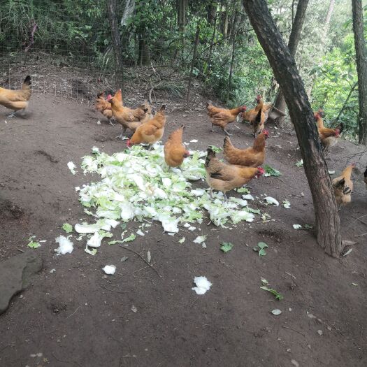 重庆市红冠乌皮土鸡 好货不等人