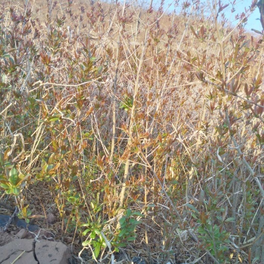 会理市 硬子石榴树苗1年龄